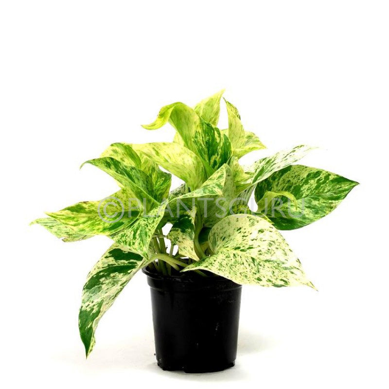 Plantogallery Money Plant Marble Queen - Plant