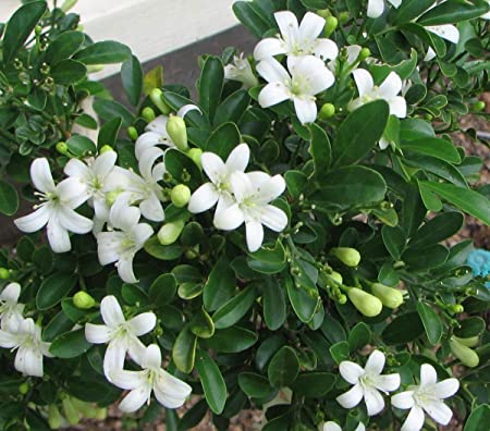 Murraya paniculata Dwarf Flowering Plant Best For Home Gardening