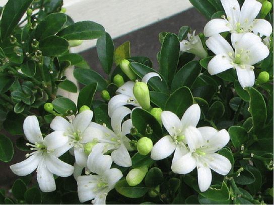 Murraya paniculata Dwarf Flowering Plant Best For Home Gardening