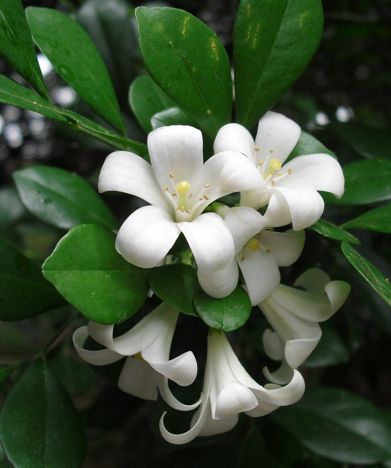 Plantogallery I Murraya paniculata Dwarf Flowering Plant Best For Home Gardening