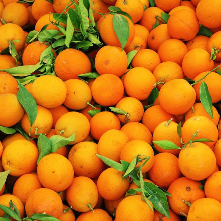 Nagpur orange