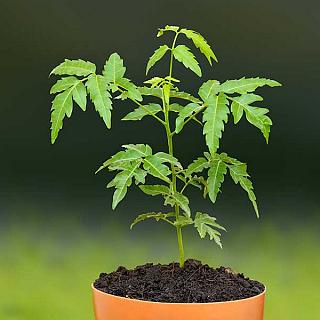 Neem Plant (Bakain Neem) Medicine Plant