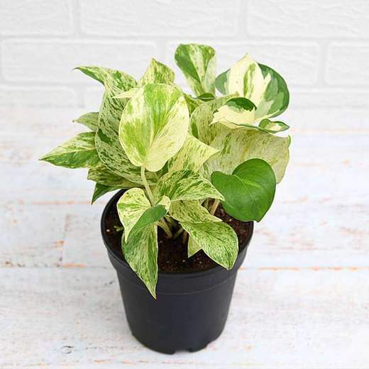 Plantogallery Money Plant Marble Queen - Plant