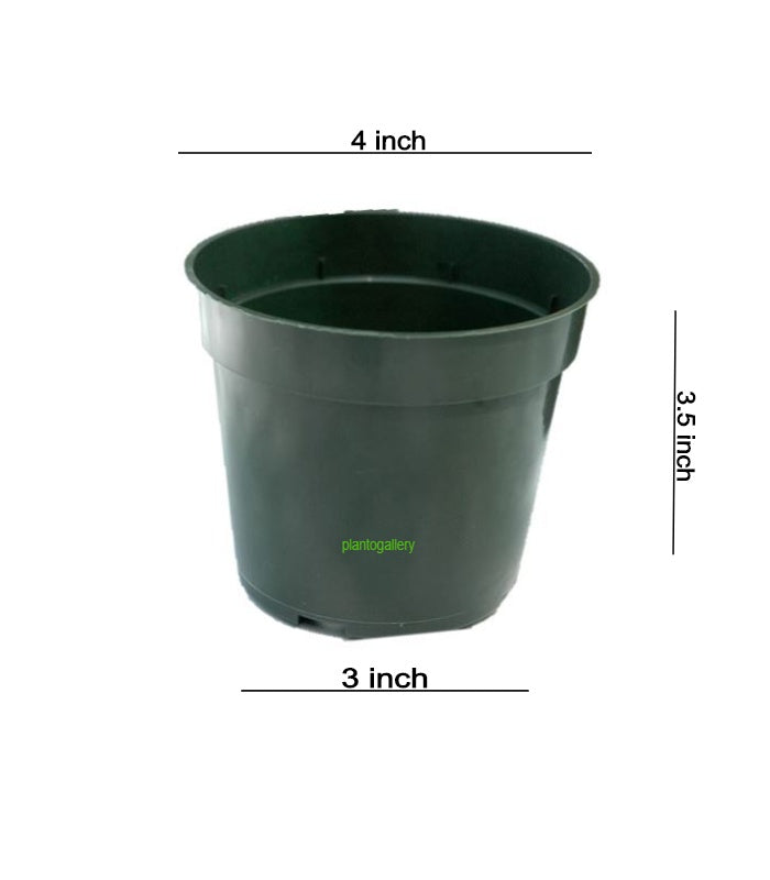 Plastic Round Nursery Pot 4 Inch (Pack of 10 Pots Black) By Plantogallery