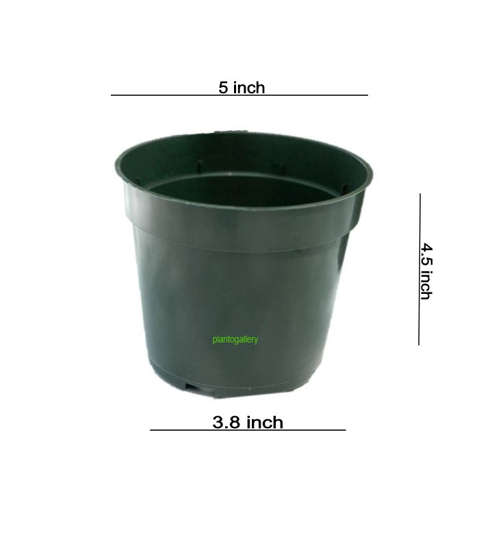 Plastic Round Nursery Pot 5 Inch (Pack of 10 Pots Black) By Plantogallery