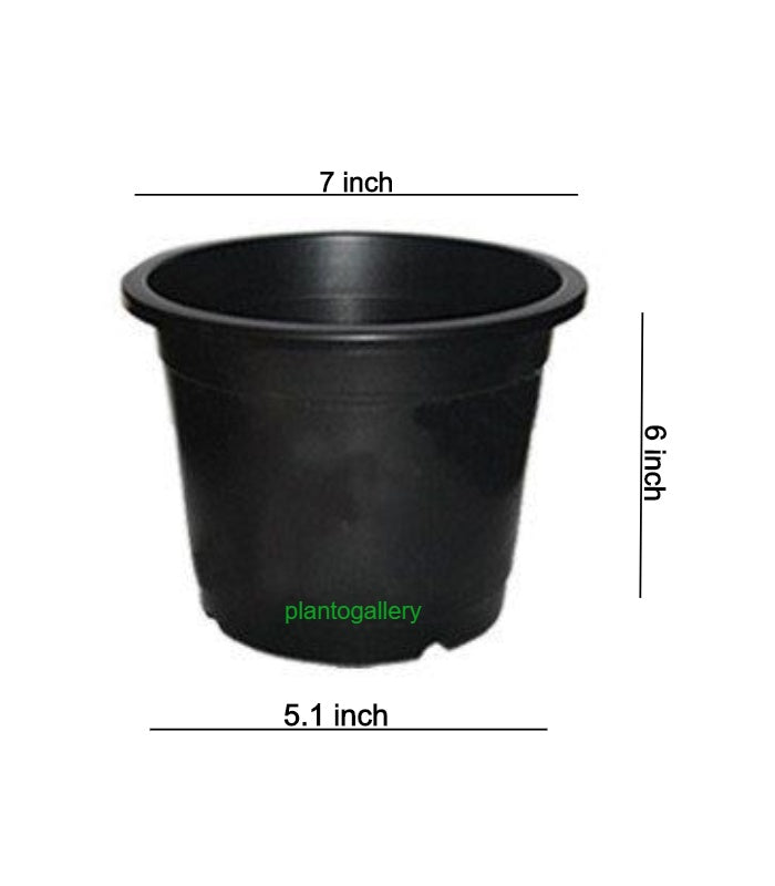 Plastic Round Nursery Pot 7 Inch (Pack of 10 Pots Black) By Plantogallery