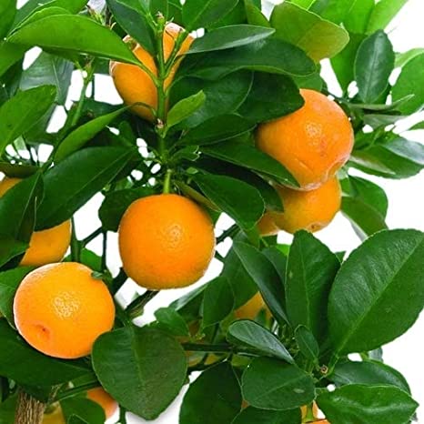 udanta-tree-of-orange