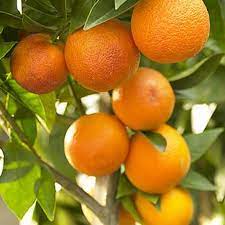 udanta-orange-tree
