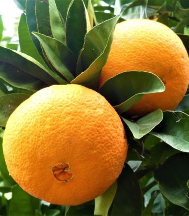 plant-of-orange-by-udanta
