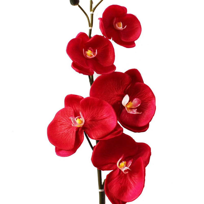 Plantogallery  Orchid Red Flower Bulbs For Home Gardening Pack Of 2 Bulbs