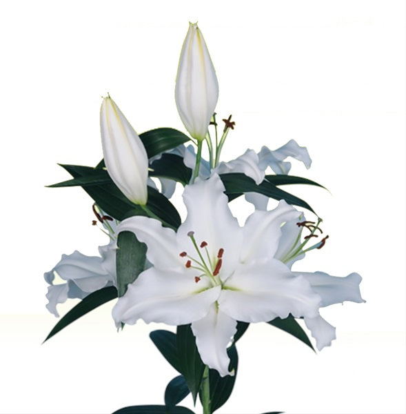 Oriental Lily ‘Monteneu’ Important Flower Bulbs - Pack of 5 Bulbs  By Plantogallery