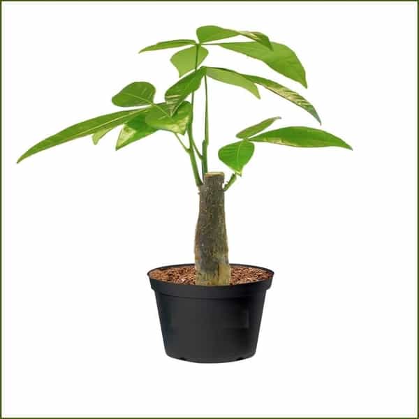 pachira-money-plant-tree-plantogallery