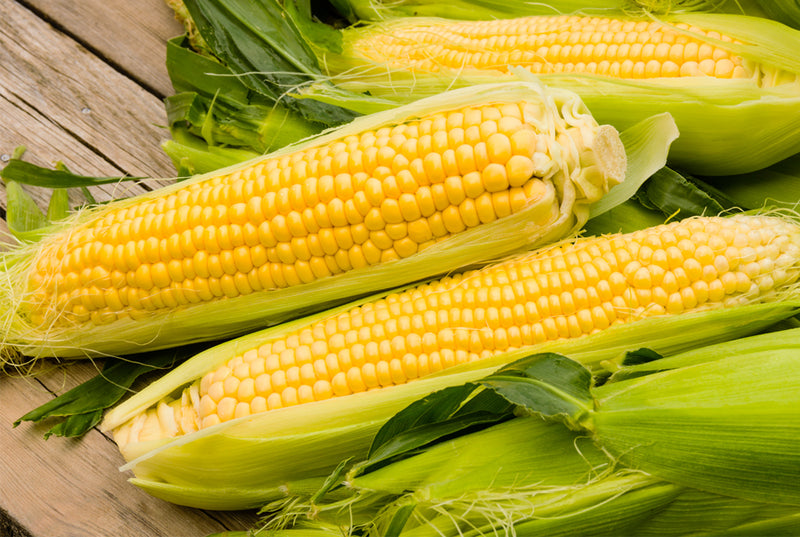 imported-sweet-corn-seeds