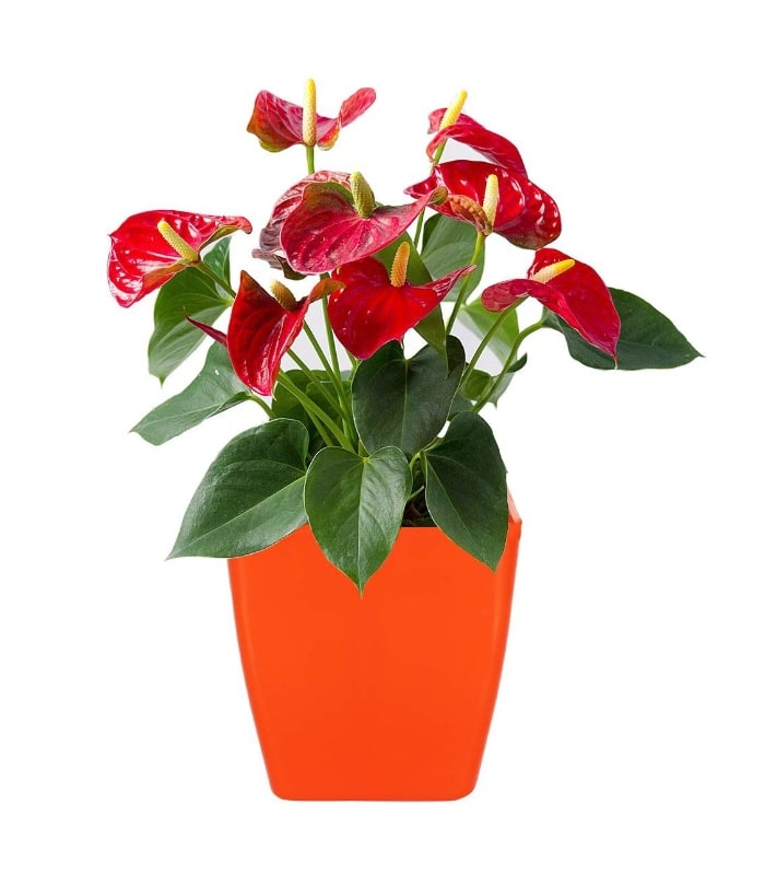 Pearl Pot 3.2 Inch Square Pots (Pack of 10 Pots Orange)  By Plantogallery