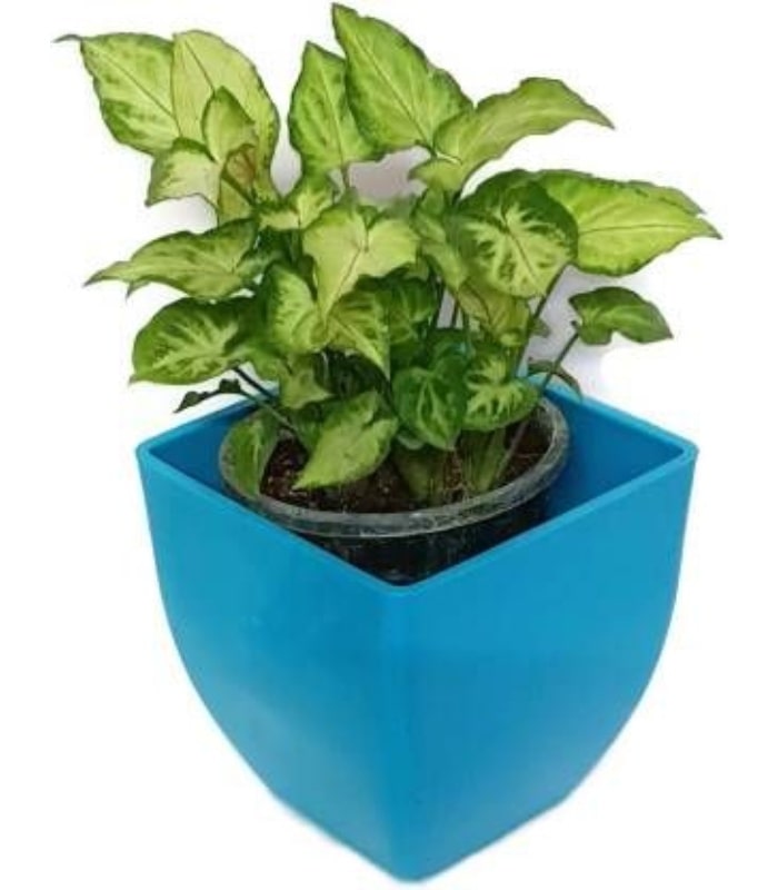 Pearl Pot 5 Inch Square Pots (Pack of 5 Pots Sky Blue)  By Plantogallery