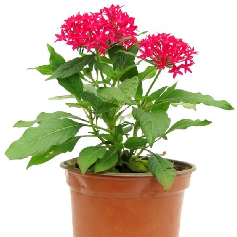 Pentas Flower Plant For All Season