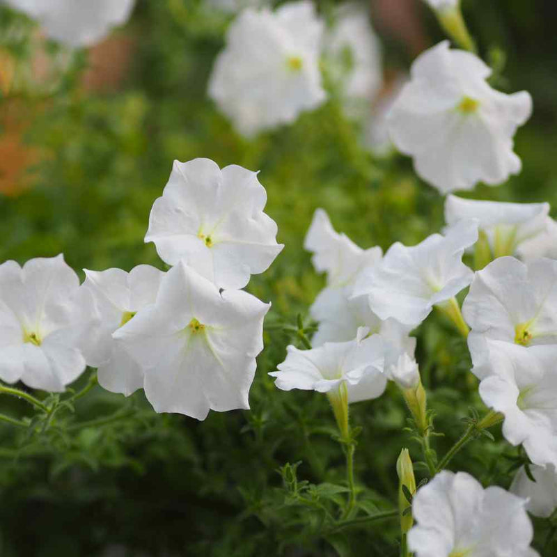 udanta-presents-f1-hybrid-seeds-of-petunia-white