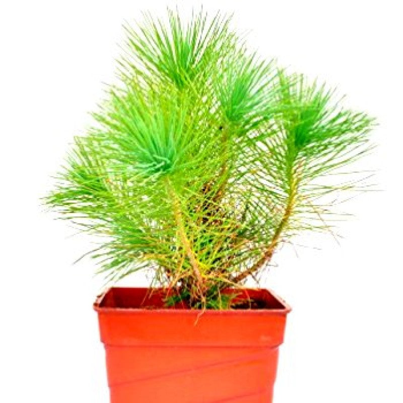 Pine Tree (Cheed) Indoor And Outdoor Plant Air Purifier Plant For Home And Office.