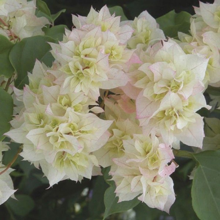 Udanta-bougainville-white-flower
