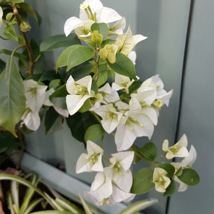 Udanta-bougainville-white-flower-plant