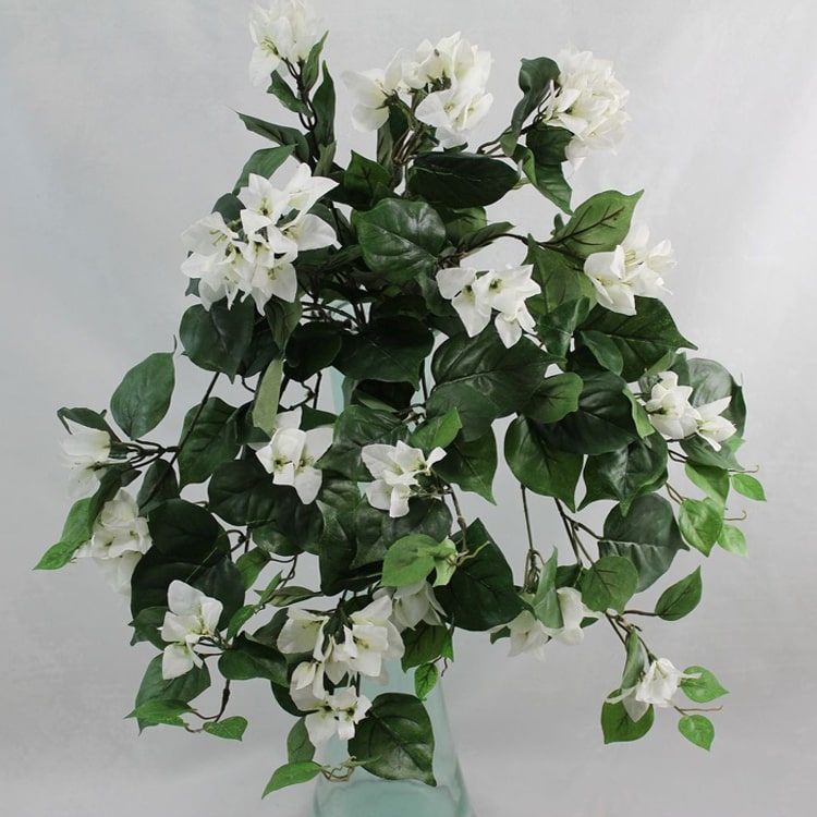 Udanta-bougainville-white-plant-for-home-gardening