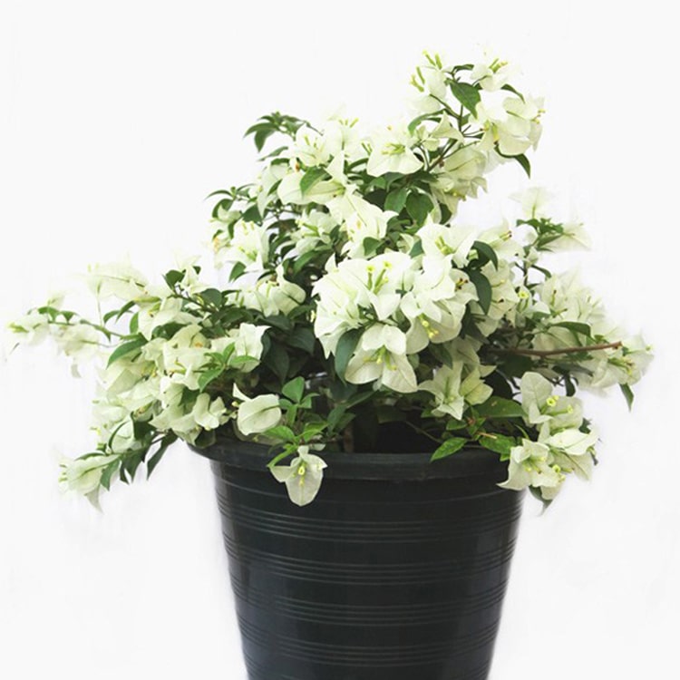 Udanta-bougainville-white-plant