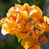 plantogallery-bougainville-yellow-flower-plant