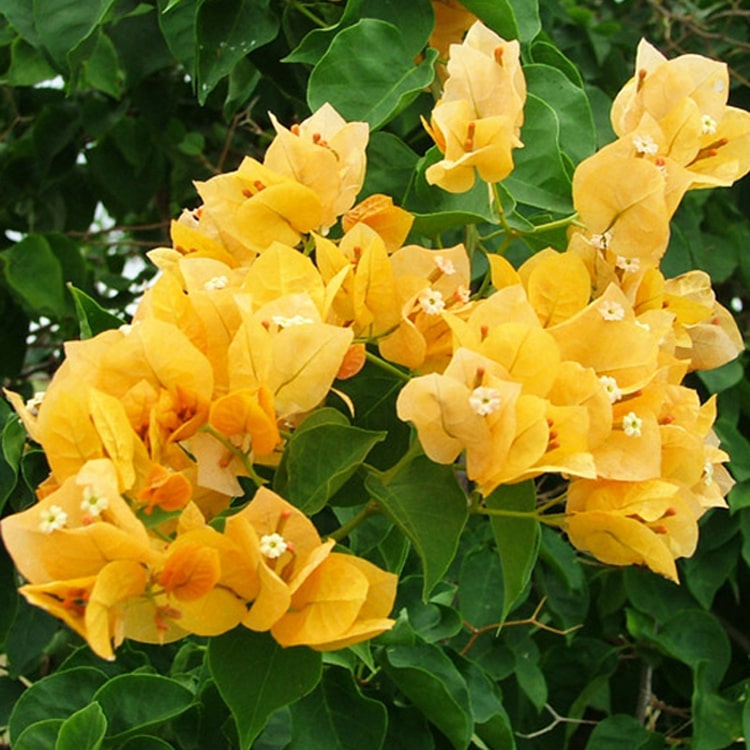 plantogallery-bougainville-yellow-plant