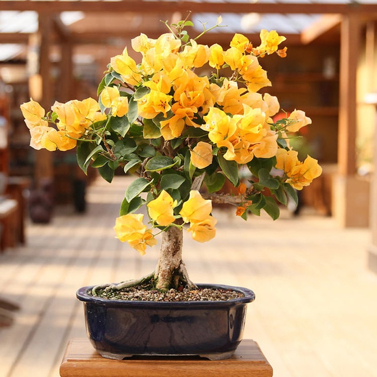 plantogallery-bougainville-yellow-plant