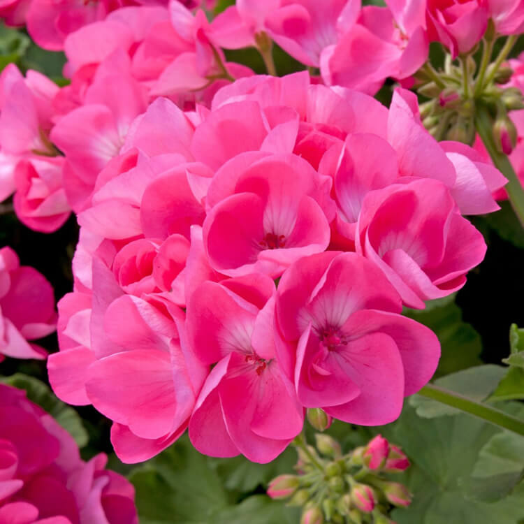 Plantogallery  Geranium Pink Flower Plant All Season Flower Plant
