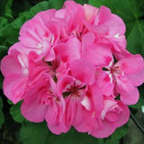 Plantogallery  Geranium Pink Flower Plant All Season Flower Plant
