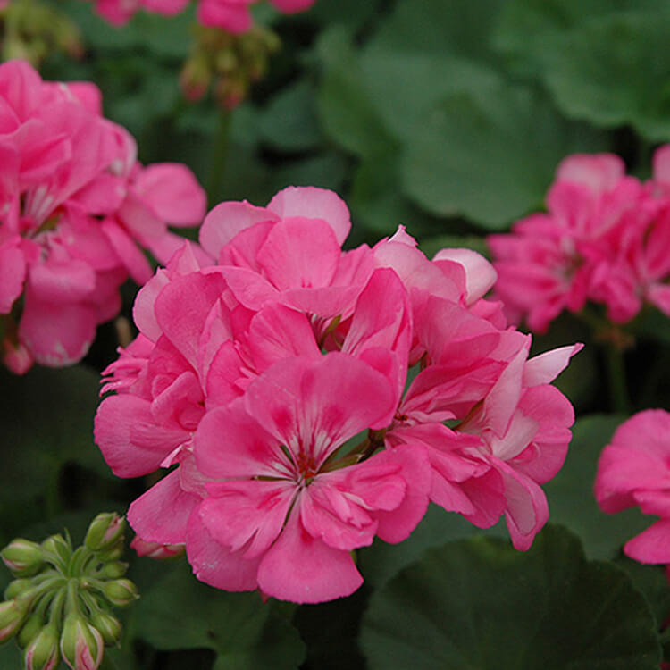 Plantogallery  Geranium Pink Flower Plant All Season Flower Plant