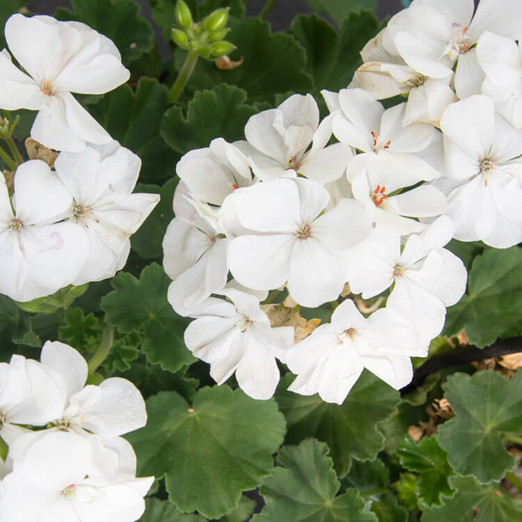 Geranium White Flower Plant All Season Flower Plant