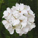 Geranium White Flower Plant All Season Flower Plant