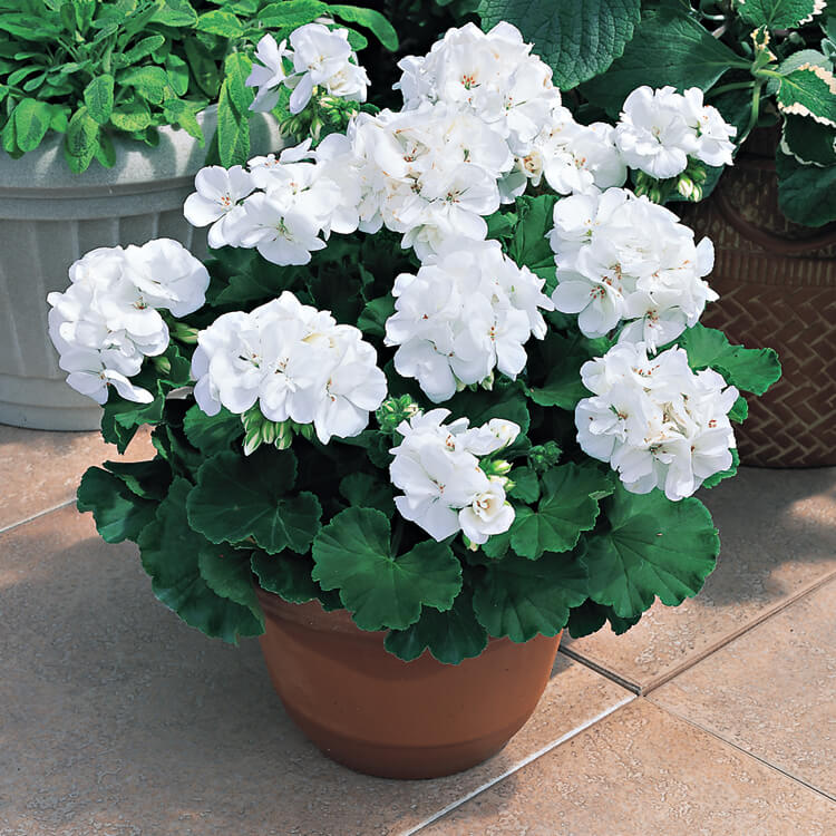 Geranium White Flower Plant All Season Flower Plant By Plantogallery