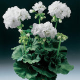 Geranium White Flower Plant All Season Flower Plant
