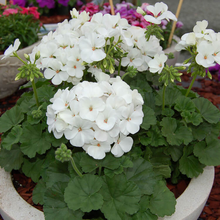 Geranium White Flower Plant All Season Flower Plant