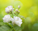 Mogra Double - Arabian jasmine Fragrance Flower Plants