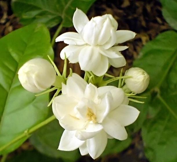 Mogra Double - Arabian jasmine Fragrance Flower Plants