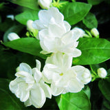 Mogra Double - Arabian jasmine Fragrance Flower Plants