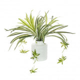 spider-plants-for-home
