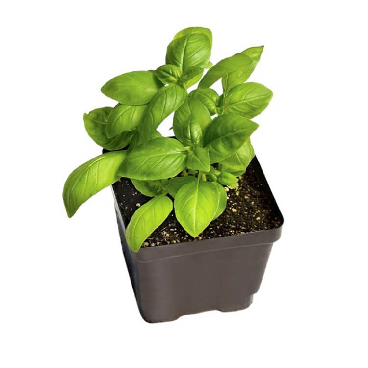 Sweet Basil (Ocimum Basilicum) Herb Plant