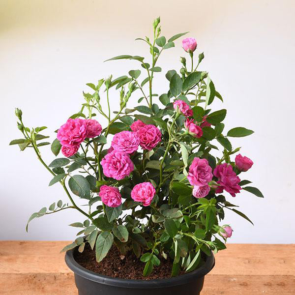 Button-rose-plants-pink