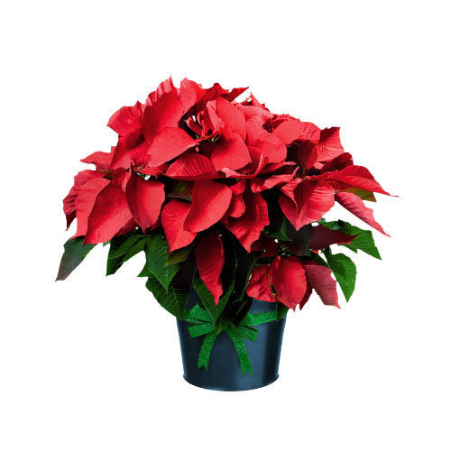Plantogallery Poinsettia Plant for Gardening