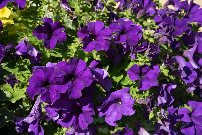 purple-petunia-seeds-by-udanta