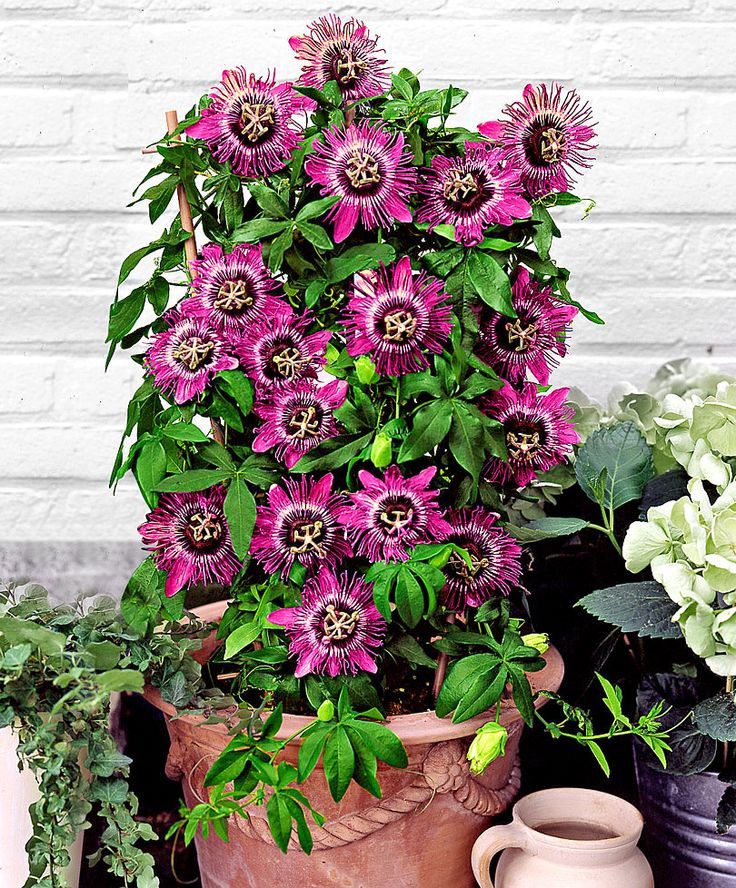 Rakhi bel (Krishan Kamal) Creeper Flower Plant