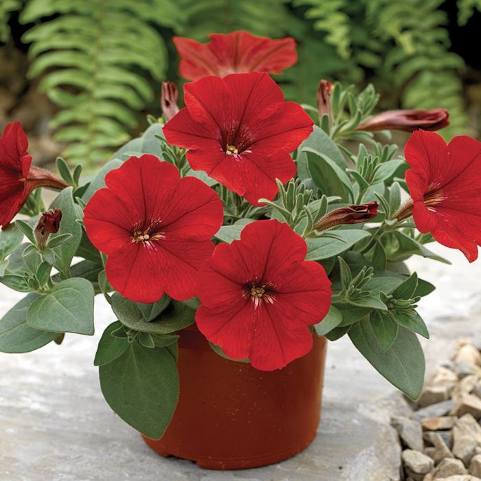 Plantogallery  Petunia Red color F1 hybrid flower pack of 20 seeds.