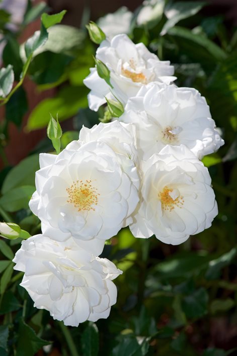 creeper-white-rose-flower-plant
