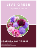 Live Green Imported Seeds - Pincushion Flower Scabiosa Mix Flower Seeds for Gardening - Pack of 1gm Seeds