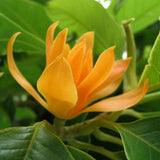 Son Champa Flower Plant For All Season